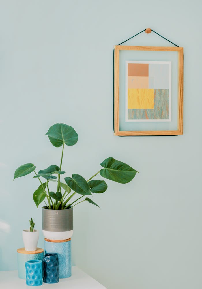 Orbicular Plant on Desk